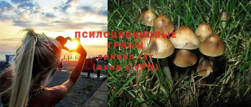 Псилоцибиновые грибы Psilocybe  блэк спрут онион  Арск 